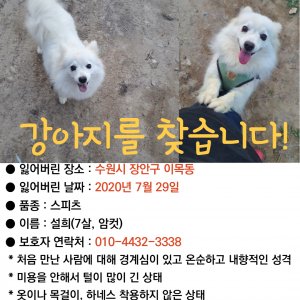 강아지분실실종 경기도 수원시 장안구