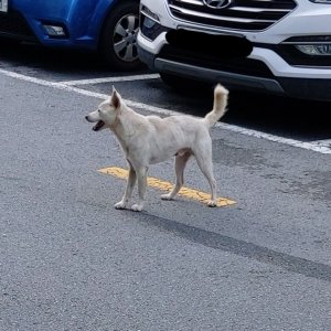 강아지 목격 믹스견 대구광역시 북구