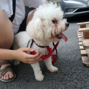 강아지 구조 비숑프리제 경기도 남양주시