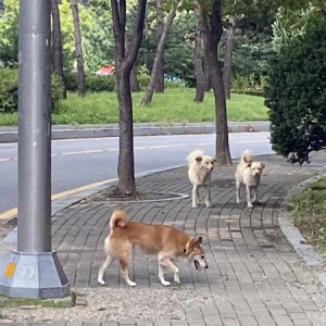 강아지 목격 믹스견 경기도 남양주시