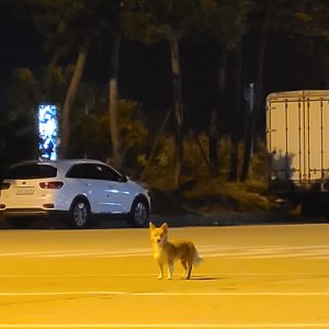 강아지 목격 믹스견 충청남도 공주시