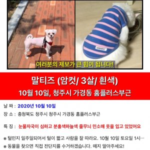 강아지분실실종 충청북도 청주시 흥덕구