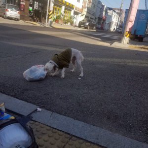 강아지 목격 푸들 경기도 부천시 원미구