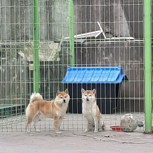 강아지를 찾습니다 강아지 전단지