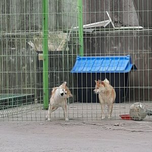 강아지분실실종 경기도 화성시