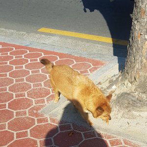 강아지 목격 믹스견 경상북도 경산시