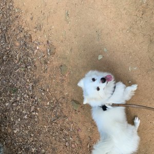 강아지분실실종 경기도 광명시