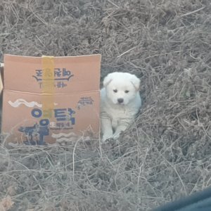 강아지 구조 기타견종 경상북도 칠곡군