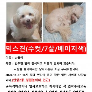 강아지분실실종 경기도 안양시 만안구