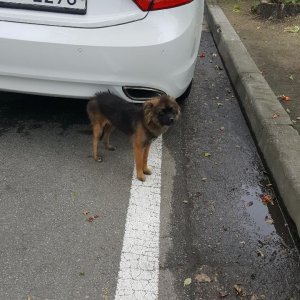 강아지분실실종 충청남도 아산시