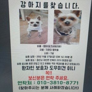 강아지분실실종 경상북도 경산시