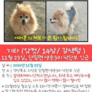 강아지를 찾습니다 강아지 전단지