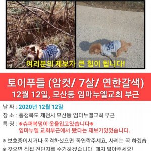 강아지를 찾습니다 강아지 전단지