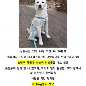 강아지를 찾습니다 강아지 전단지