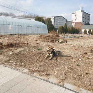 강아지 목격 기타견종 경기도 의정부시