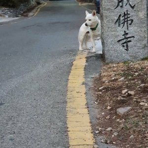 강아지 목격 진돗개 부산광역시 해운대구