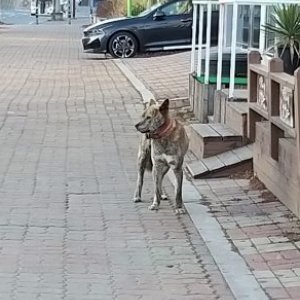 강아지 목격 기타견종 전라북도 김제시