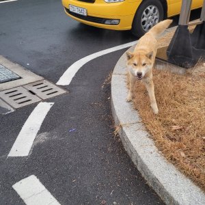 강아지 목격 진돗개 경상북도 경산시