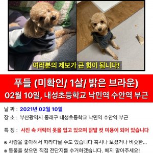 강아지분실실종 부산광역시 동래구