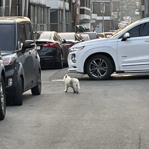 강아지 목격 기타견종 인천광역시 남동구