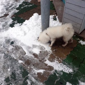 강아지 목격 포메라니언 전라남도 목포시