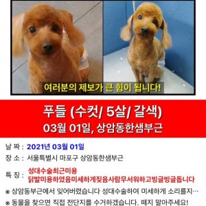 강아지를 찾습니다 강아지 전단지