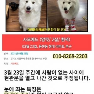 강아지분실실종 경기도 의정부시