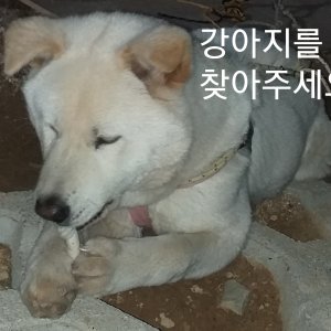 강아지분실실종 경상남도 고성군