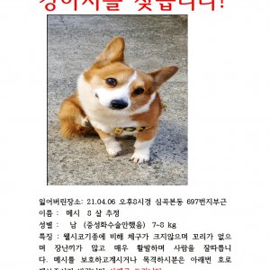 강아지분실실종 경기도 부천시 소사구