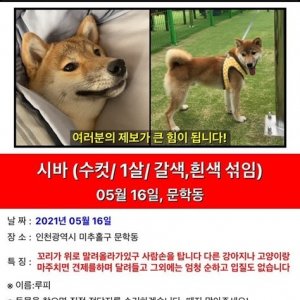 강아지를 찾습니다 강아지 전단지