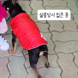 강아지분실실종 충청남도 천안시 서북구