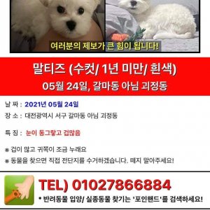 강아지를 찾습니다 강아지 전단지