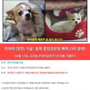 강아지를 찾습니다 강아지 전단지