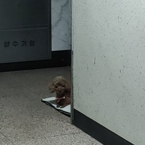 강아지 구조 푸들 경기도 동두천시