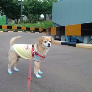 강아지분실실종 경상남도 양산시