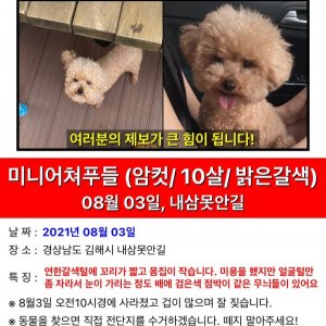 강아지를 찾습니다 강아지 전단지