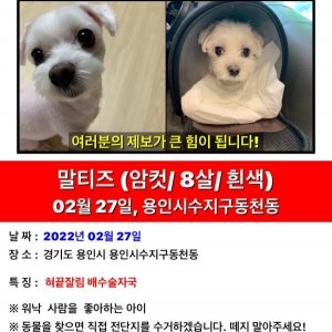 강아지를 찾습니다 강아지 전단지