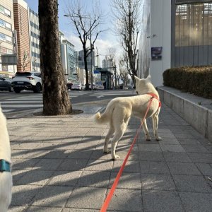 강아지를 찾습니다 진돗개 서울특별시 강남구