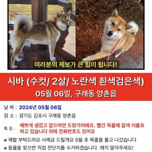 강아지를 찾습니다 시바 경기도 김포시
