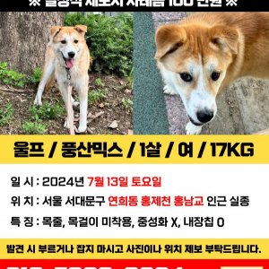 강아지를 찾습니다 풍산개 서울특별시 서대문구