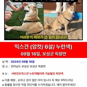 강아지분실실종 전라남도 보성군