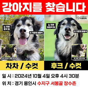 강아지를 찾습니다 알래스칸맬러뮤트 경기도 용인시 수지구