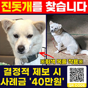 강아지를 찾습니다 믹스견 전라북도 익산시