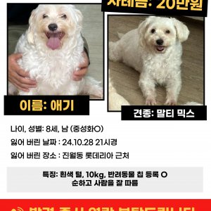 강아지를 찾습니다 믹스견 광주광역시 남구