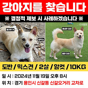 강아지분실실종 기타견종 경기도 용인시 기흥구