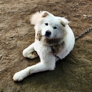 강아지분실실종 충청남도 부여군