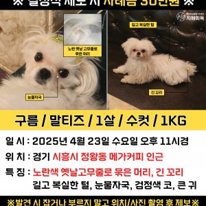 강아지분실실종 경기도 시흥시