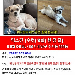 강아지를 찾습니다 강아지 전단지