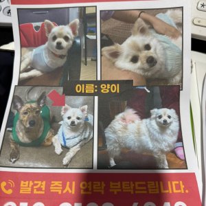 강아지분실실종 전라남도 여수시