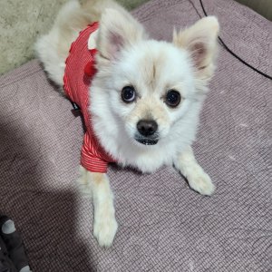 강아지를 찾습니다 강아지 전단지
